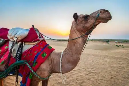 Saiba Por Que Os Camelos São Considerados Os Animais Mais Caros Do Planeta!