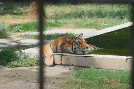 Tigre É Flagrado Com Sapato Na Boca E Zoológico Descobre Corpo Na Jaula