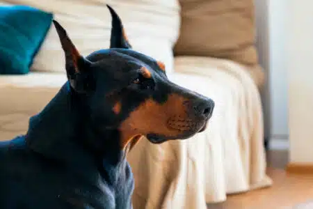 Veterinário Lista As 5 Raças De Cachorros Que Jamais Teria Em Casa