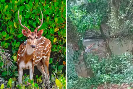 Vídeo: Cervo Exótico Da Índia É Avistado Em Santa Catarina