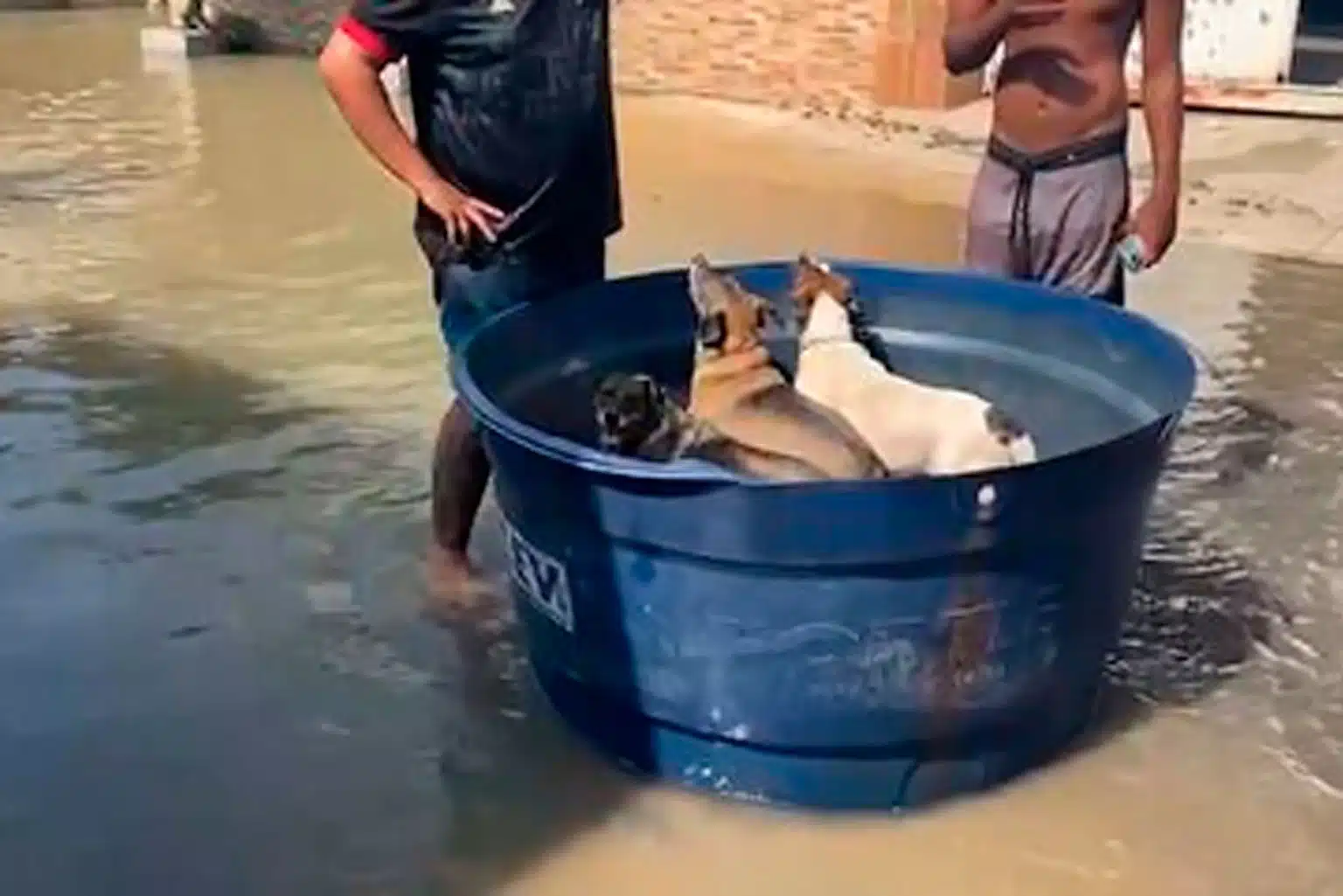 Chuvas No Rj: Dona De Pets Resgatados Com Criança Em Caixa D'Água Diz: &Quot;São A Minha Família&Quot;
