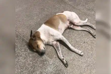 Cachorro Espera Todo Dia No Portão Do Hospital Após A Morte Do Dono Na Unidade