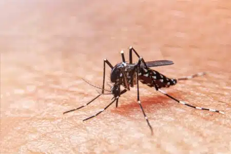 Saiba Identificar Os Principais Sintomas Da Dengue Ou Covid