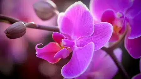 Aprenda Os Cuidados Certos Para Cultivar Suas Orquídeas