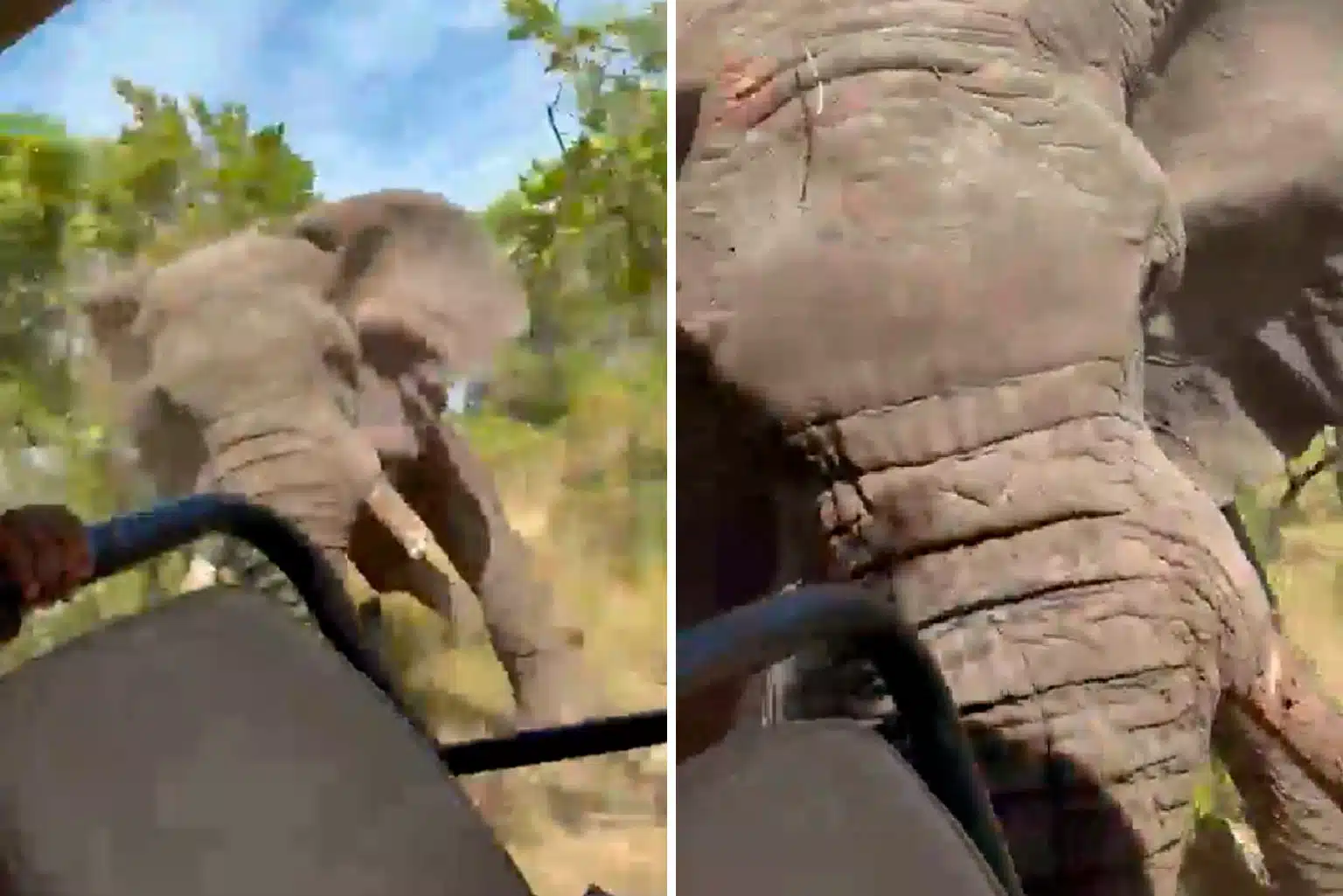 Elefante Persegue Jipe Em Safári Na África, Mata Turista E Fere Outros Cinco