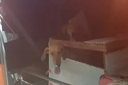 Prf Resgata Seis Cachorros Que Estavam Viajando No Bagageiro De Um Ônibus Em Goiás