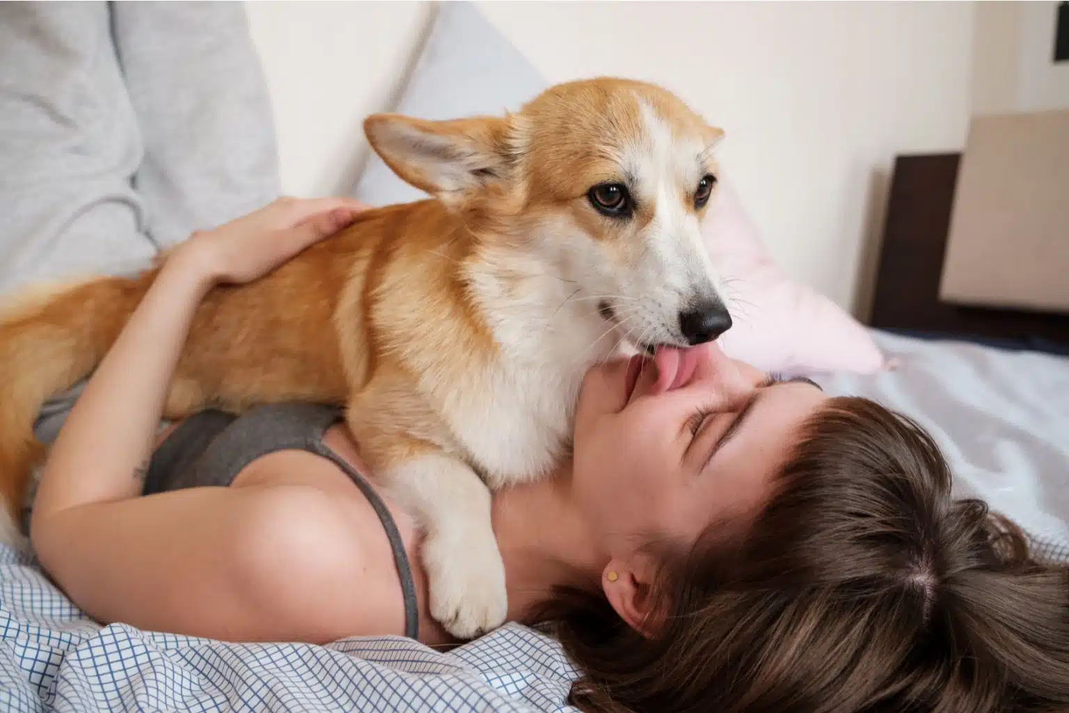 Beijar Pets: Especialistas Explicam Se Lambeijos Podem Prejudicar A Saúde