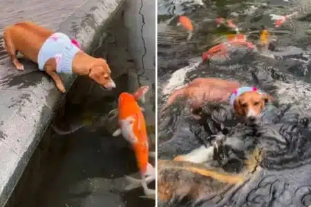 Vídeo: Cadela Tenta Abocanhar Peixes, Porém Cai No Lago E Se Desespera