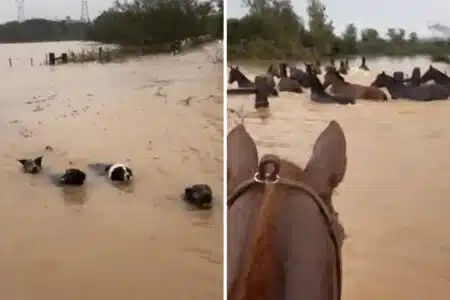 Vídeo: Cães De Pastoreio Ajudam A Resgatar Cavalos Durante Enchente Em Campo Bom