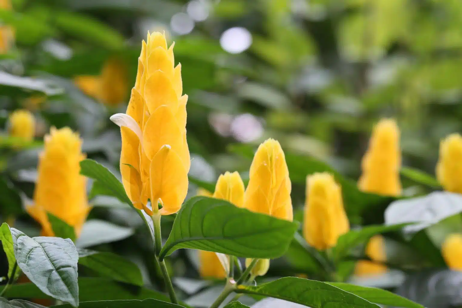 Explore Os Segredos Do Camarão-Amarelo, Uma Planta Que Não Só Embeleza Jardins Mas Também Traz Prosperidade E É Adorada Por Beija-Flores