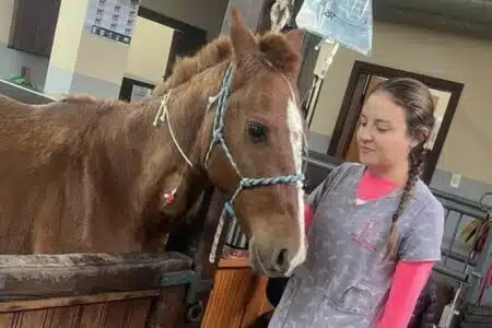 Cavalo Caramelo Em Recuperação Recebe Tratamento De Fluidoterapia; Saiba Mais