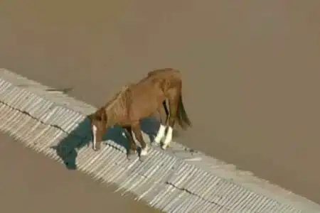 Tv Registra Cavalo Equilibrando-Se Sobre Telhado Rodeado Por Água No Rs