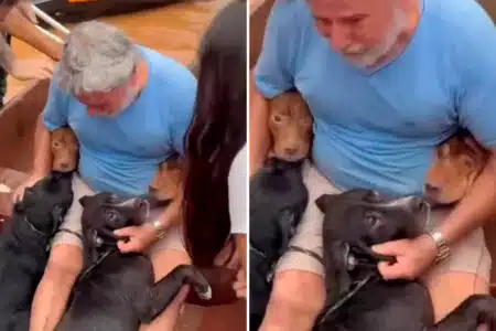 Vídeo Exibe Homem Emocionado Durante Resgate De Seus Quatro Cães No Rs