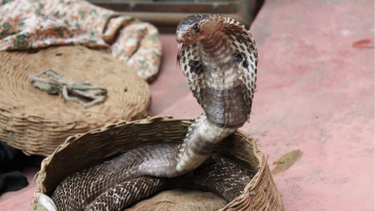 Butantan Investiga Desaparecimento De Serpente Naja Em Laboratório De Sp