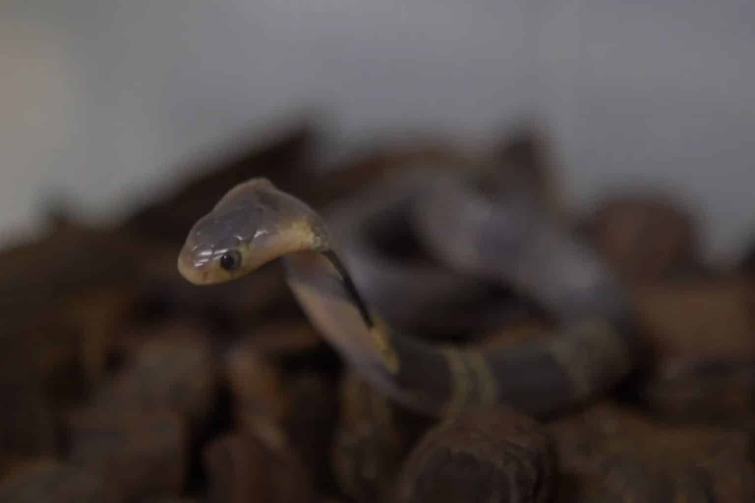 Butantan Investiga Desaparecimento De Serpente Naja Em Laboratório De Sp
