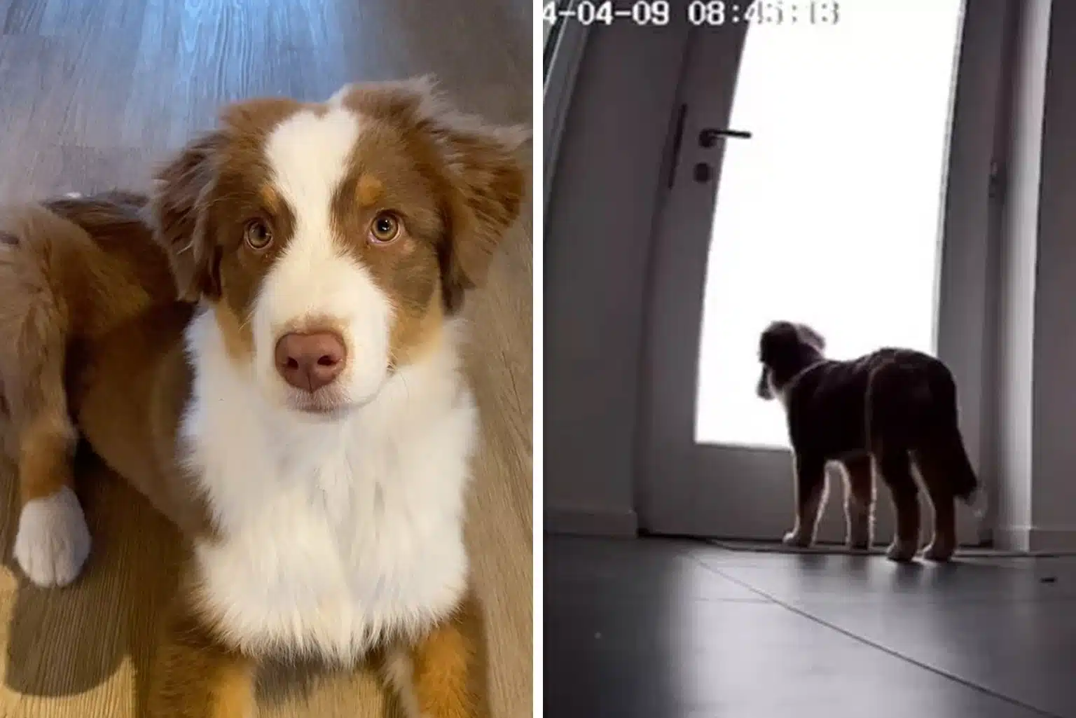 Vídeo De Cãozinho &Quot;Triste&Quot; Viraliza: O Que Seu Pet Faz Quando Você Sai?
