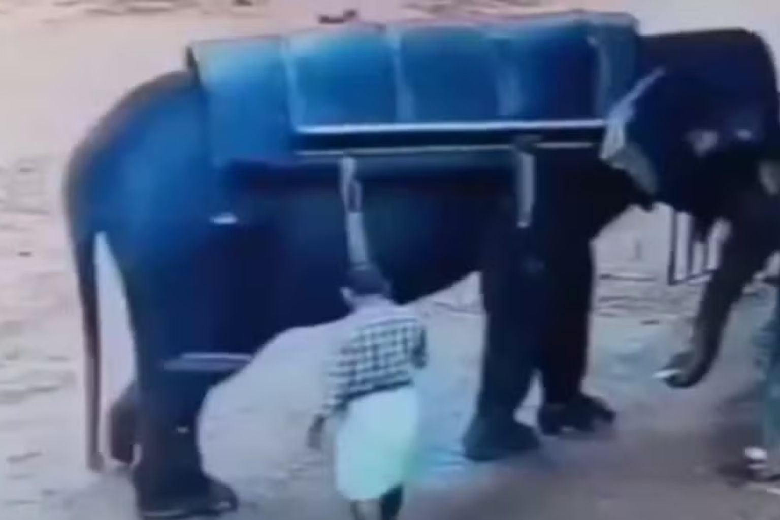 VÍDEO: Elefante esmaga até a morte treinador após ser agredido com vara de bambu, na Índia; imagens fortes
