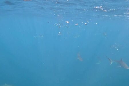 Mergulhadores Registram Cardume De Mais De 100 Tubarões Em Praia De Sp