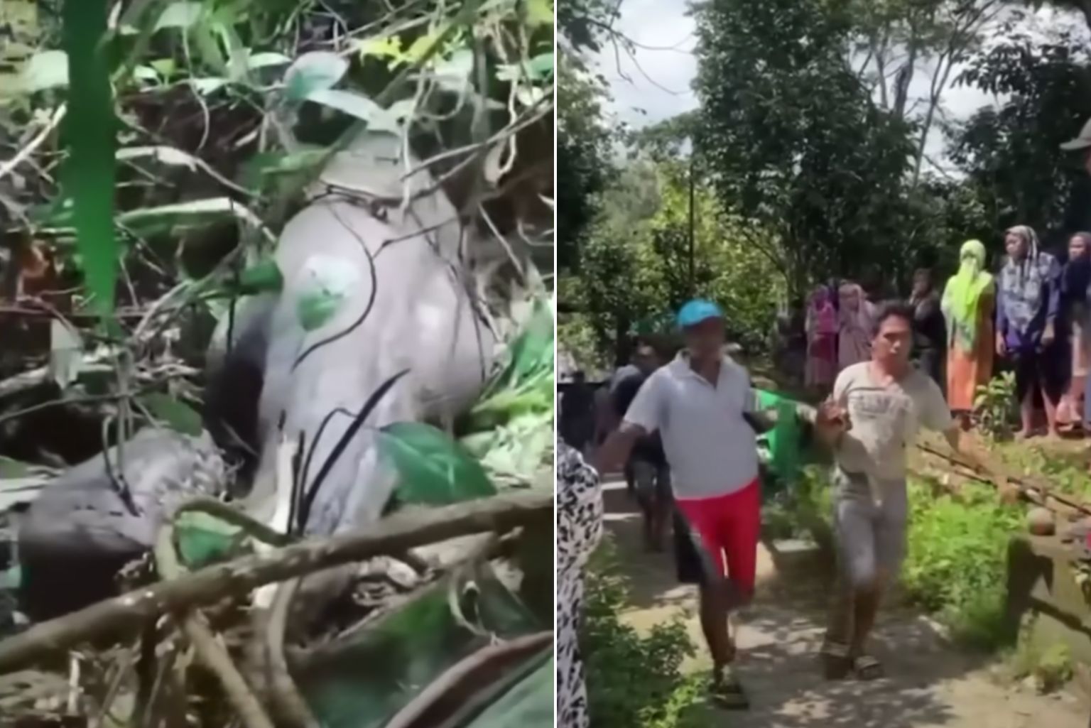 Mulher é engolida por píton de cinco metros na Indonésia