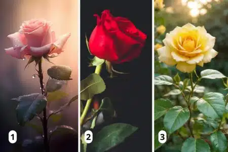Teste: A Rosa Que Você Escolher Revelará Se Você É Uma Pessoa Submissa