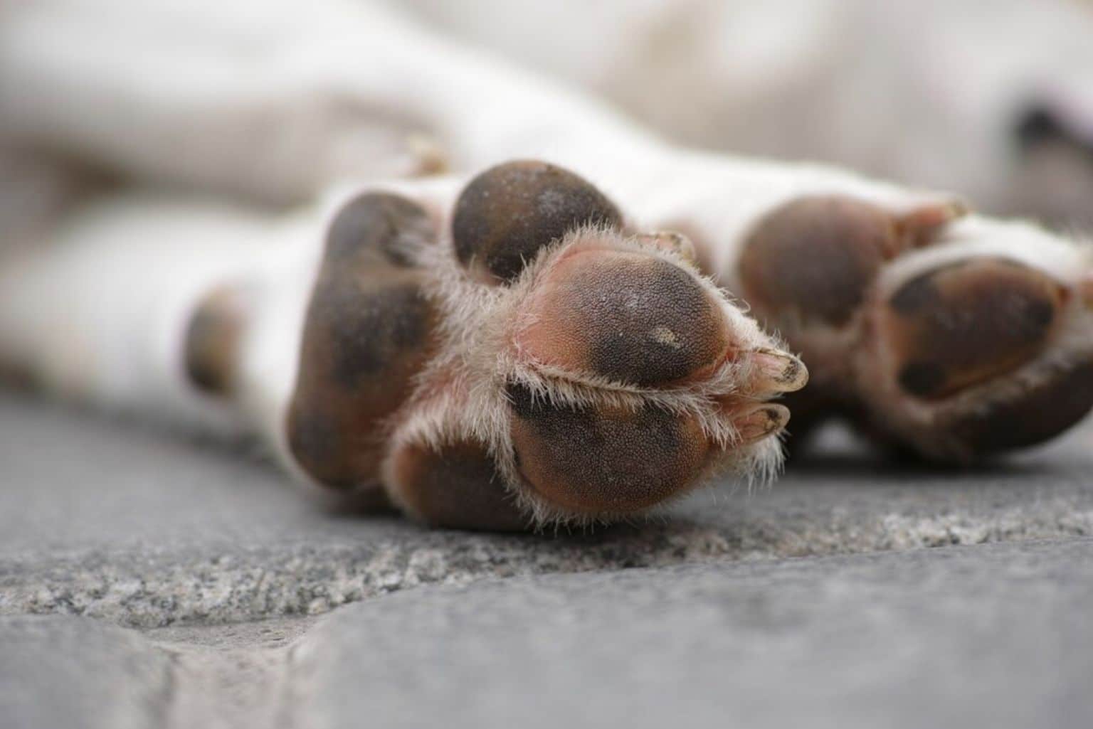 Bebê De Um Ano Morre Após Ser Atacado No Pescoço Por Pit Bull Na Frente Da Mãe