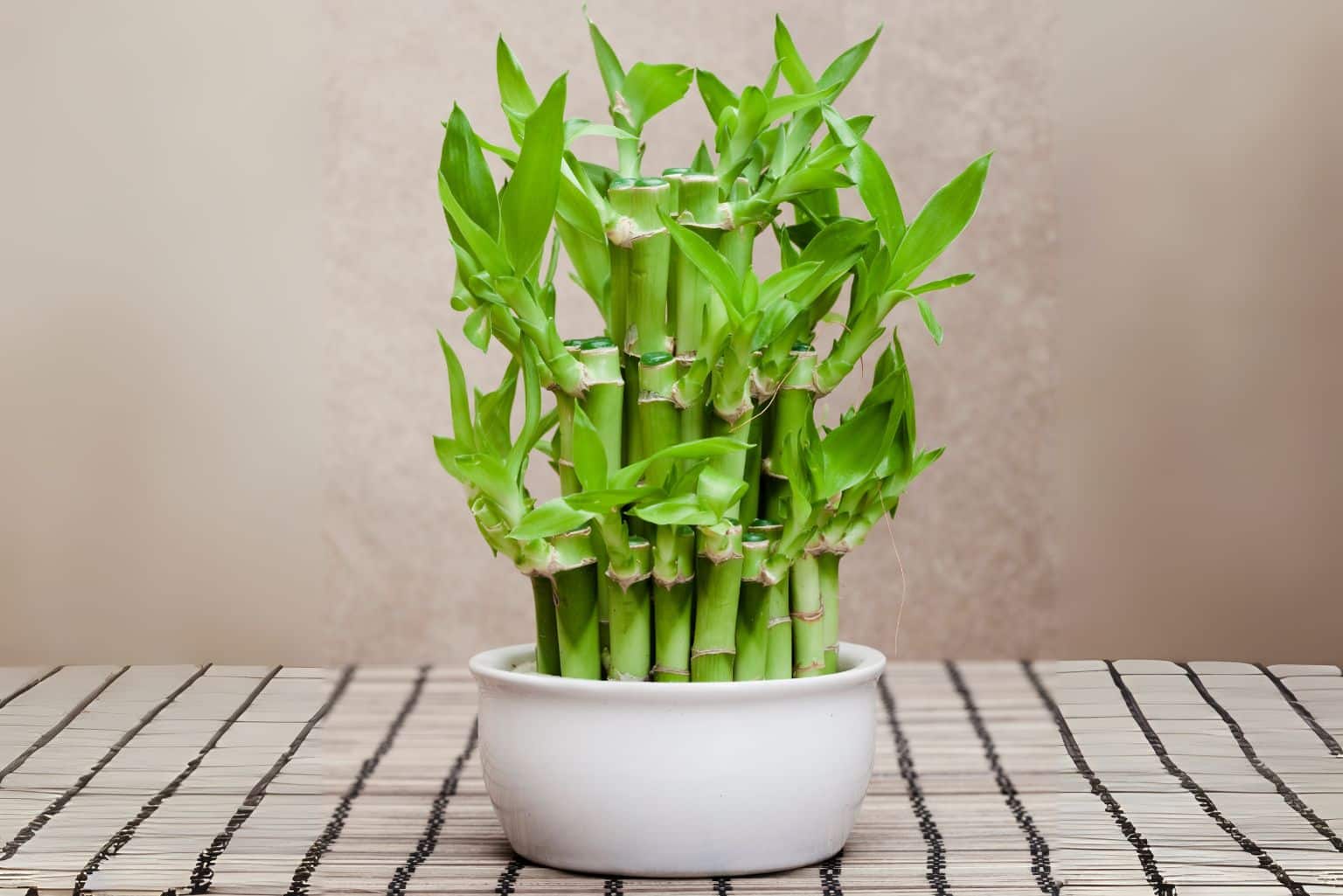 Bambu Da Sorte No Feng Shui: Entenda O Poder Simbólico De Cada Haste