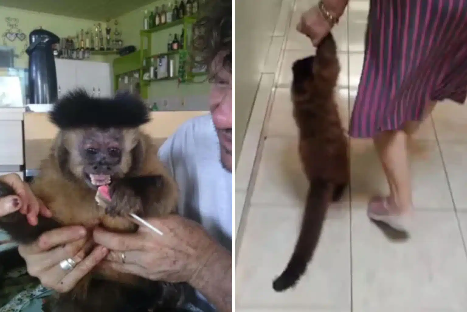 Macaco É Retirado De Família No Paraná Após Viver Com Eles Por 35 Anos: &Quot;Não Deixaram Nem Dizer Tchau&Quot;