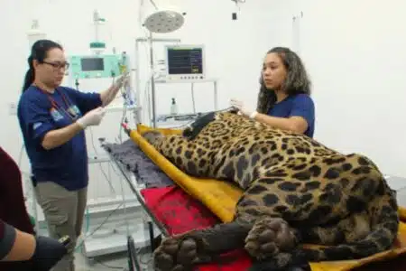Onça Que Atacou E Matou Caseiro No Pantanal Mostra Sinais De Melhora E Será Transferida