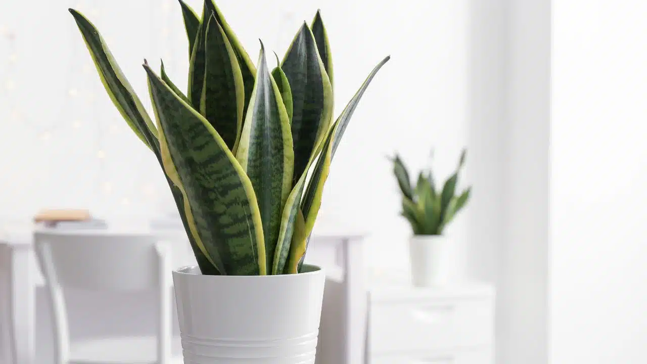 Cuidado com esta planta: ela pode atrair energia ruim para o seu lar, segundo o Feng Shui Cuidado Com Esta Planta: Ela Pode Atrair Energia Ruim Para O Seu Lar, Segundo O Feng Shui