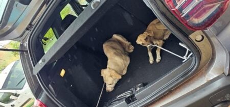 Cães Abandonados Em Casa São Resgatados E Levados Para Abrigo