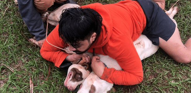 Vídeo: Lutador De Muay Thai Consegue Dominar Dois Pitbulls Durante Ataque No Ms