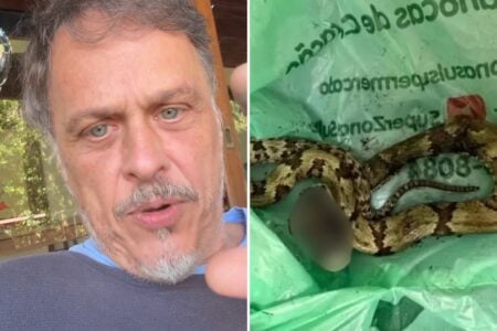 Guilherme Fontes Sofre Picada De Cobra E Precisa De Atendimento Médico