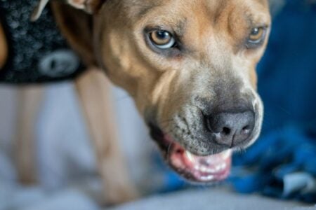 Pressentimento? Entenda Por Que Alguns Cães Rosnam Para Certas Pessoas E Não Para Outras