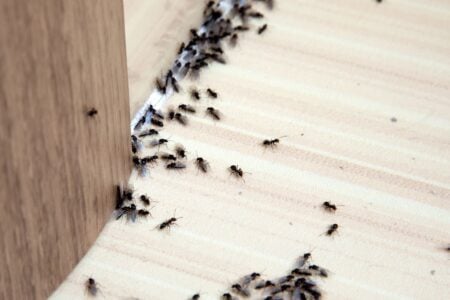 Muita Formiga Em Casa? Sensitiva Faz Alerta Poderoso. Veja O Que Significa!