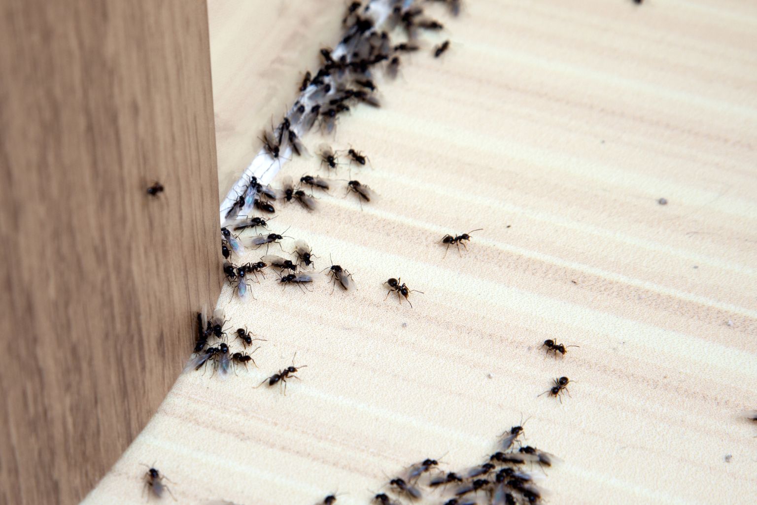 Muita Formiga Em Casa? Sensitiva Faz Alerta Poderoso. Veja O Que Significa!