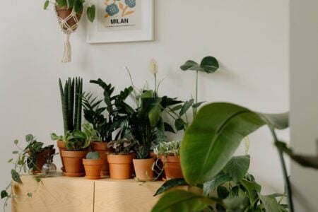 5 Plantas Poderosas Que Atraem Prosperidade E Equilíbrio Para O Seu Lar