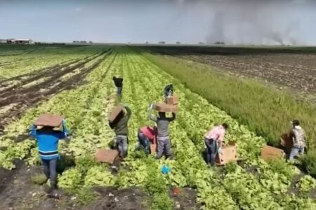 Trump Afirma Que Está Disposto A Permitir Que Imigrantes Permaneçam Nas Fazendas