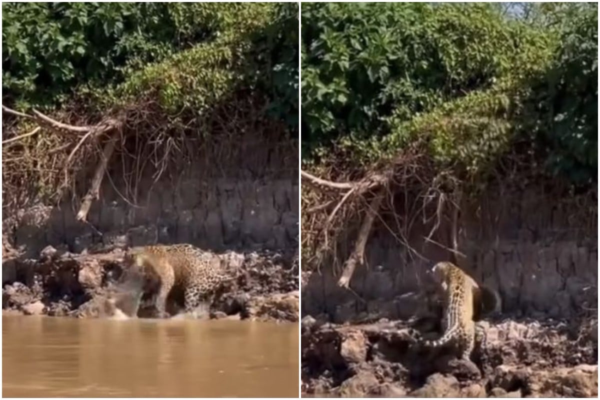 Sucuri cai de árvore e acaba sendo atacada por onça-pintada no Pantanal; veja vídeo