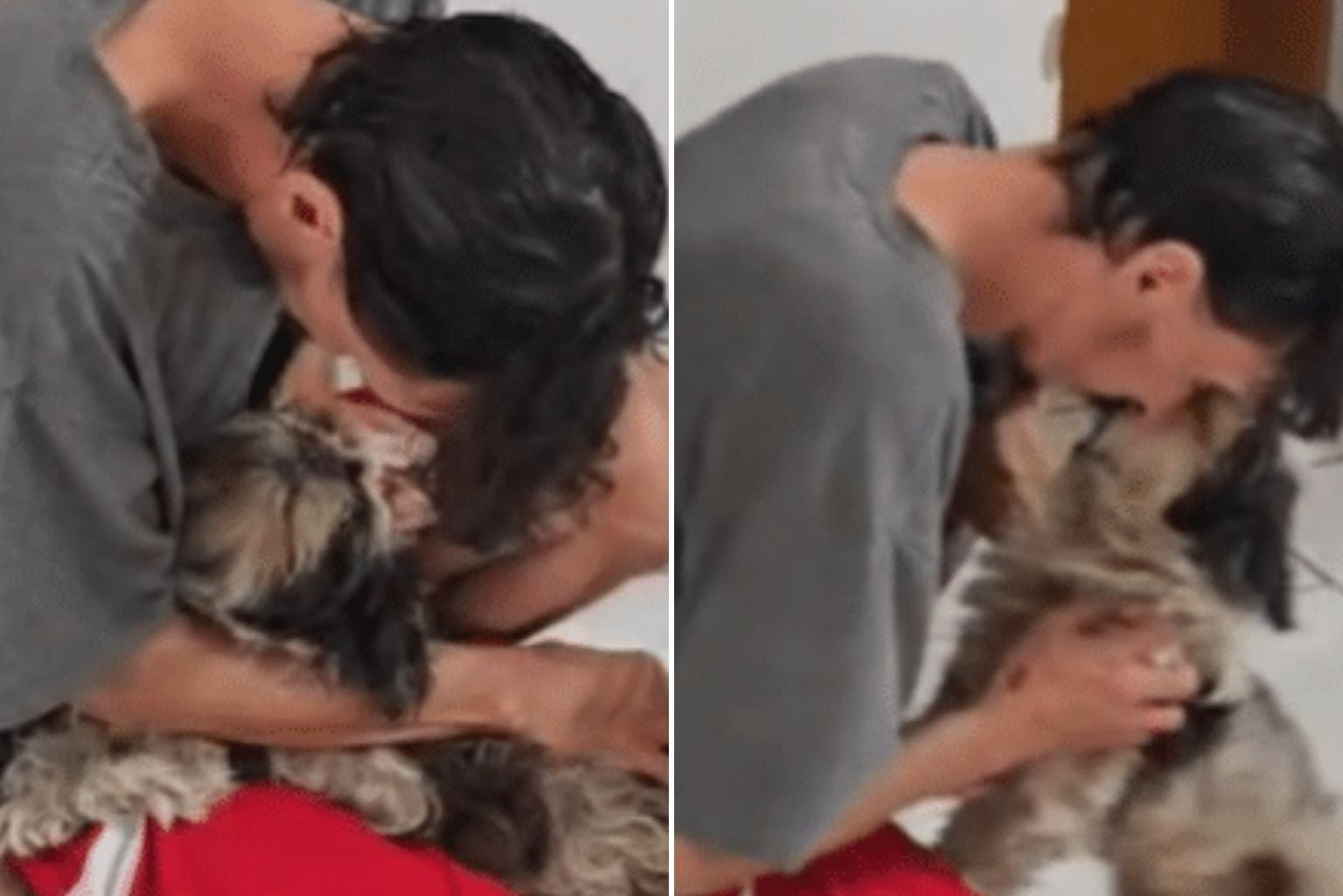 Disputa Por Guarda De Cão Termina Após Reação Do Animal Ao Reencontrar Tutor Em Delegacia