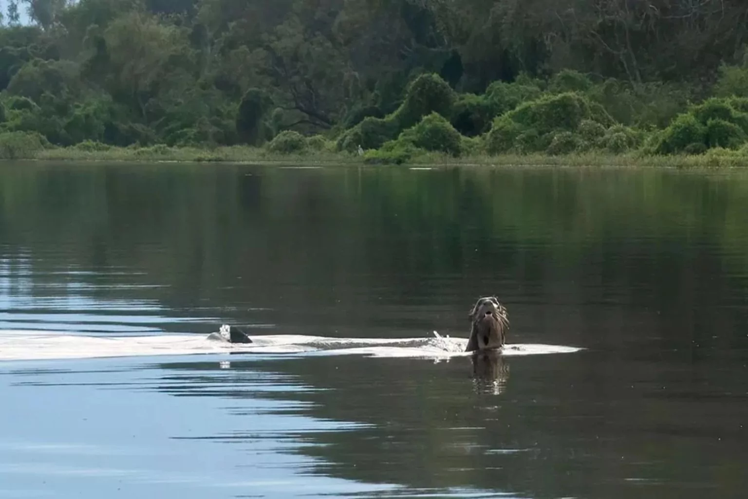 É O Bicho!