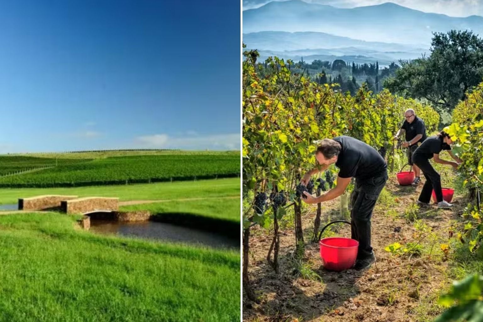 Aos 75 Anos, Comunicador Brasileiro Investe Em Vinhos Premiados Produzidos Em Fazenda Luxuosa