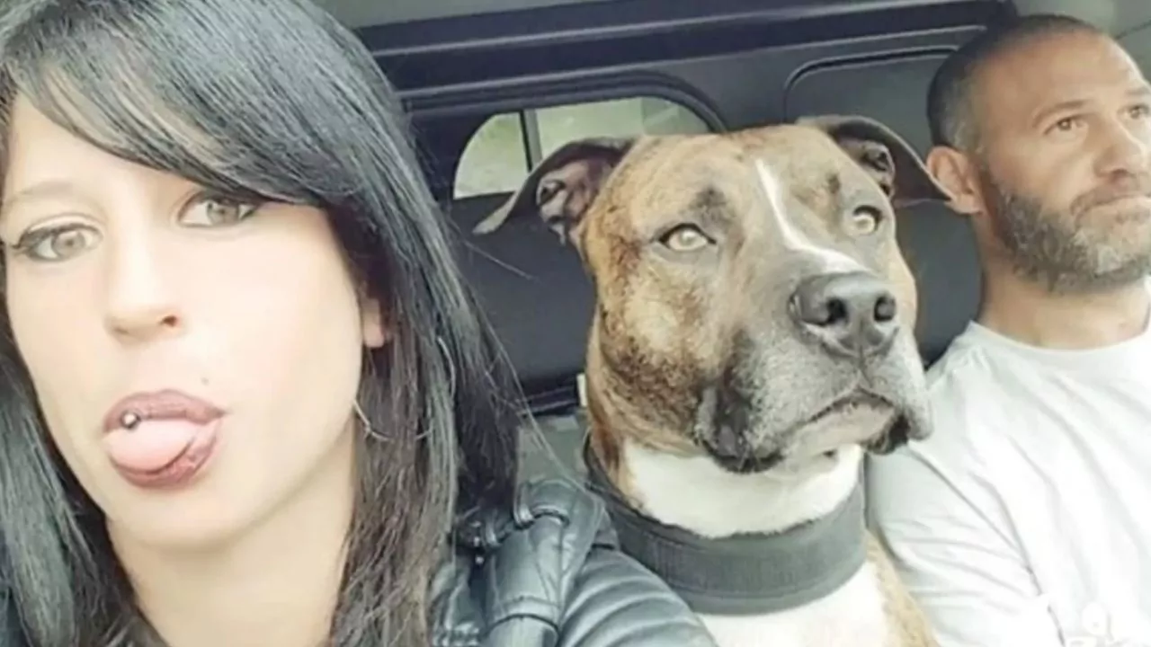Homem é condenado após pitbull matar sua namorada grávida; cão será sacrificado Homem É Condenado Após Pitbull Matar Sua Namorada Grávida; Cão Será Sacrificado