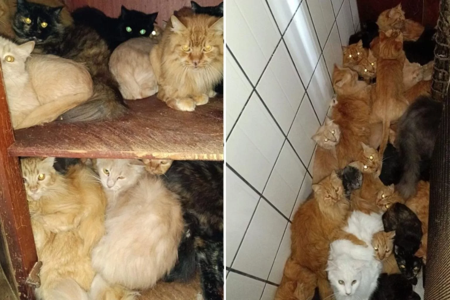 Custos Do Resgate De 400 Gatos Em Apartamento De Sc Ultrapassam R$ 1,2 Milhão