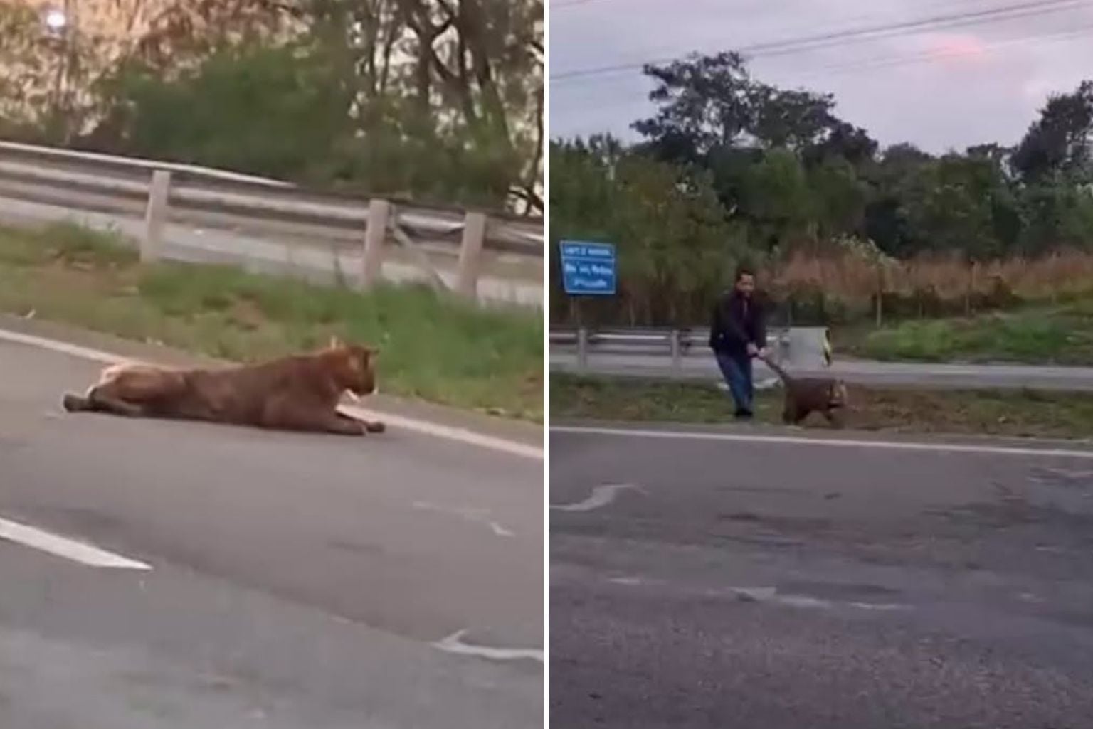 Homem puxa onça viva pelo rabo em rodovia no interior de SP; vídeo