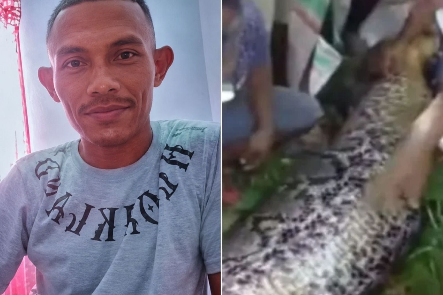 Píton De 7 Metros Devora Homem Vivo; Entenda O Que Aconteceu