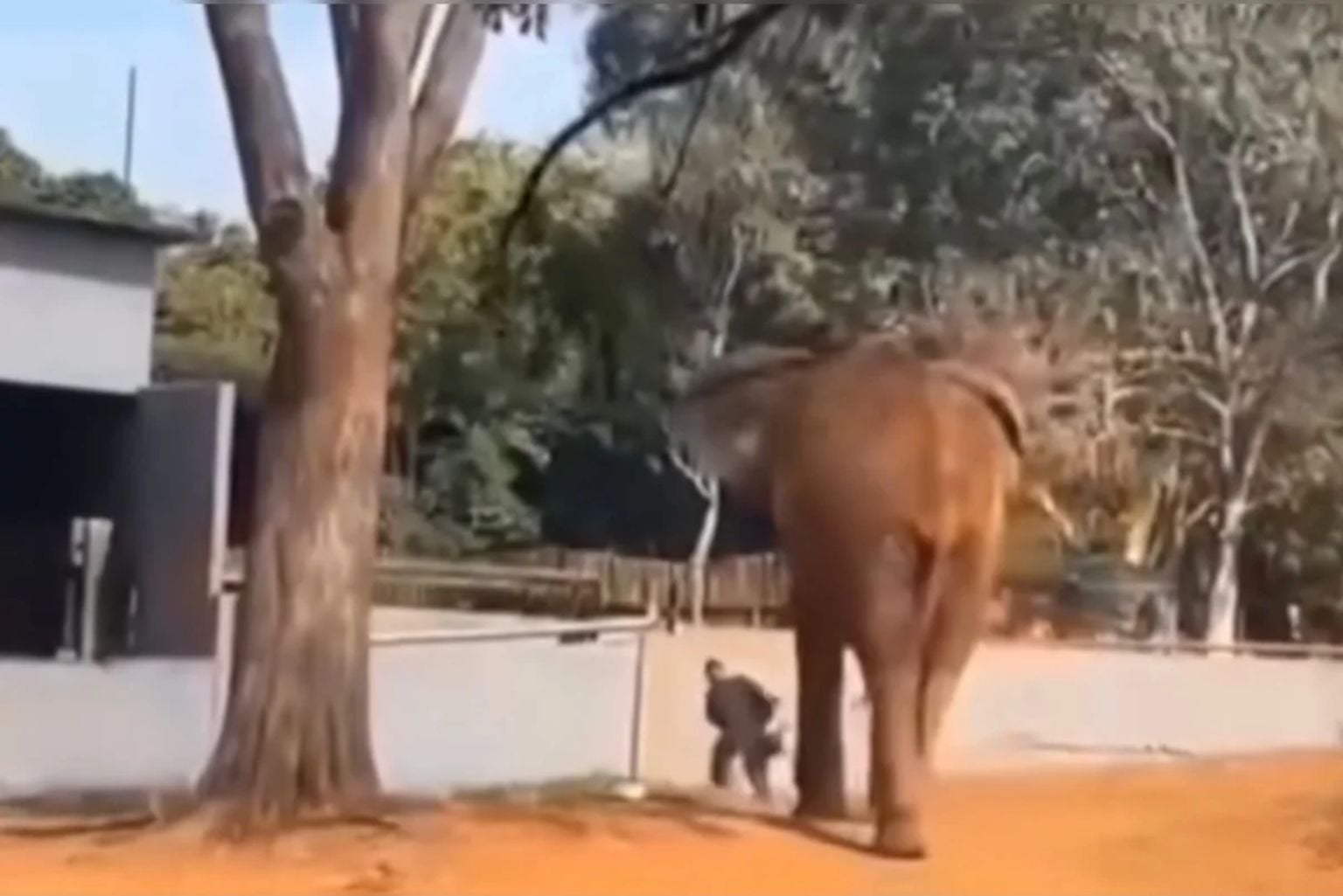 Vigilante salva mulher segundos antes da aproximação de elefante em zoológico; veja o vídeo Vigilante Salvou Mulher Segundos Antes De Aproximação De Elefante No Zoo
