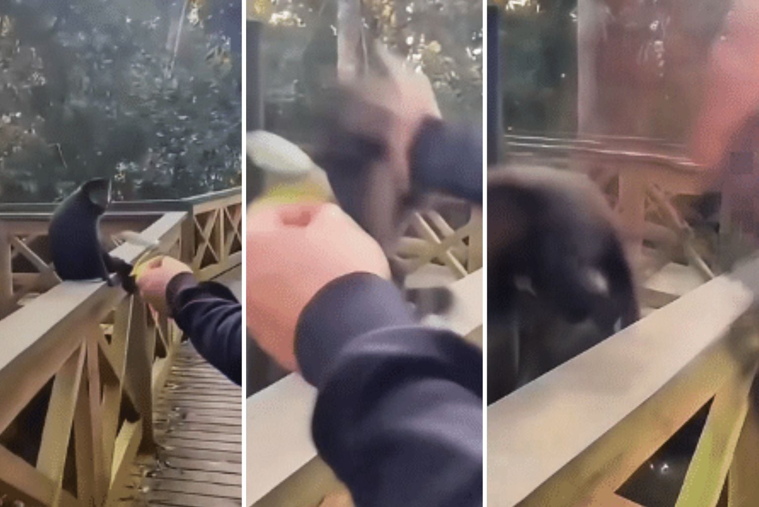 Macaco-Prego É Agredido Por Visitante Em Parque Ecológico De Sc