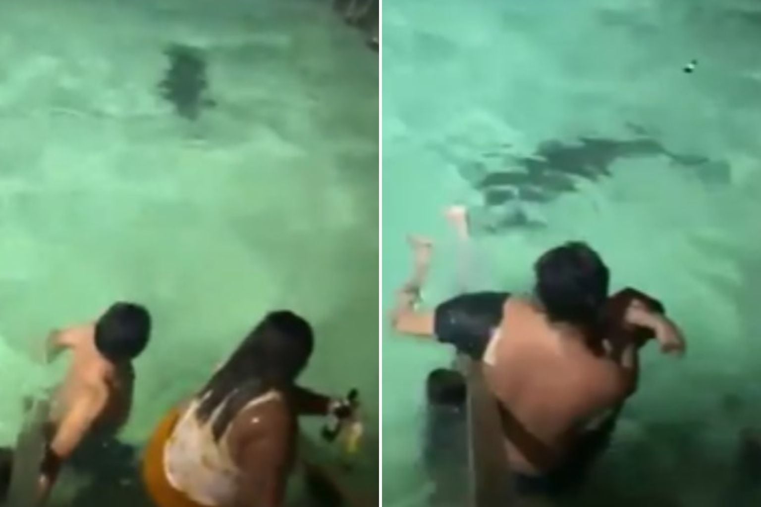 Turistas escapam por pouco de ataque de crocodilo durante mergulho Turistas Escapam Por Pouco De Ataque De Crocodilo Durante Mergulho