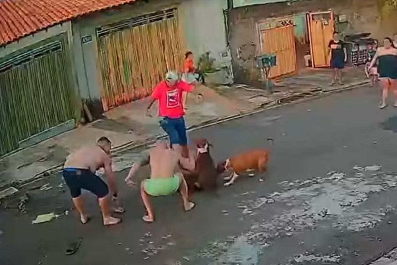 Durante Ataque, Tutor Usa Faca Contra Pitbull Para Proteger Cachorra: “O Animal Não Tem Culpa”