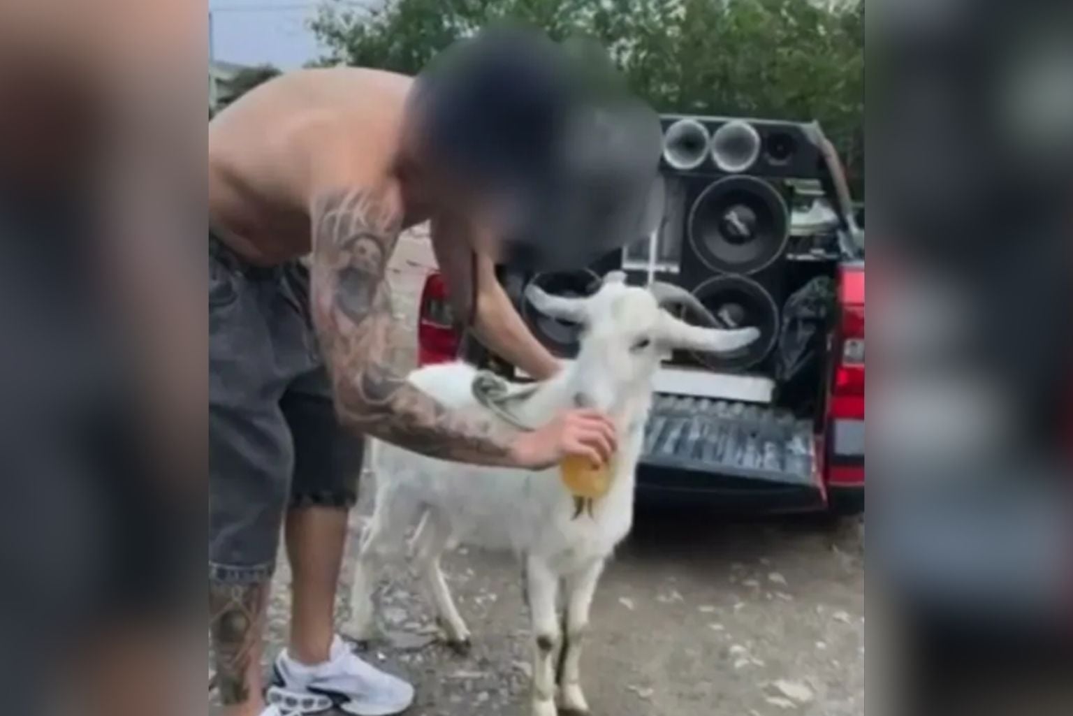 Polícia Investiga Maus-Tratos Após Bode Ser Forçado A Beber E Fumar Em Sc; Veja Vídeo